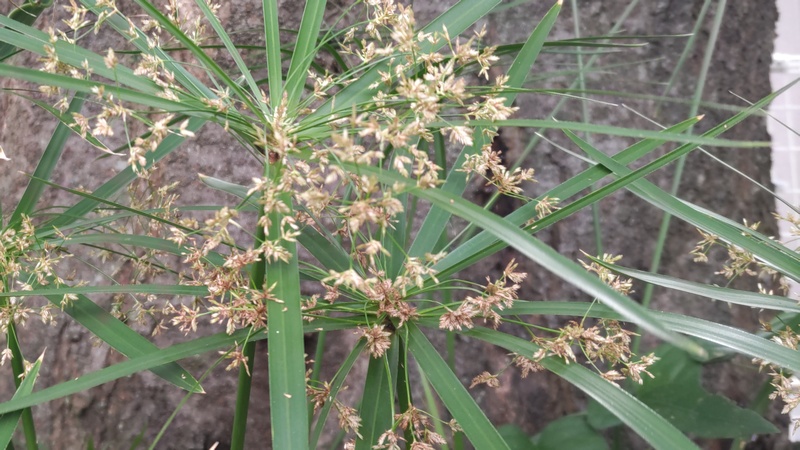 シュロガヤツリの花 横浜市旭区中希望が丘