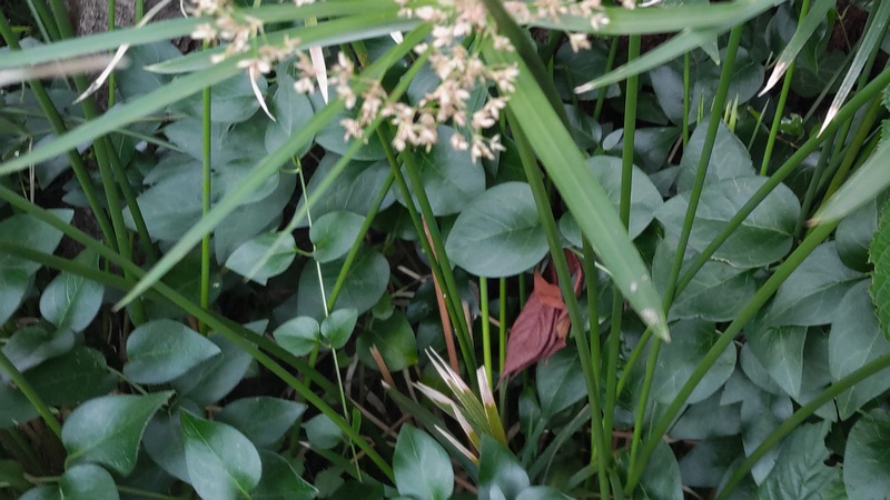 シュロガヤツリの花