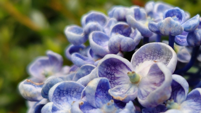 ウズアジサイの花 横浜市旭区東希望が丘