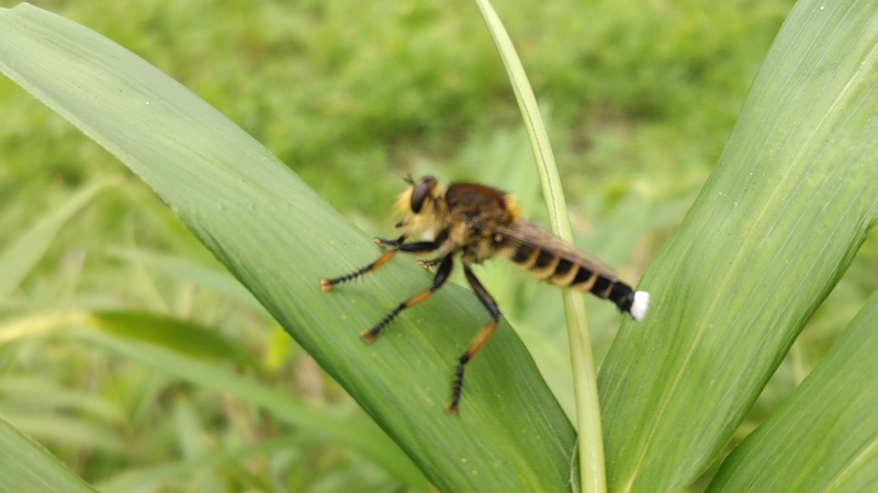 シオヤアブ♂ 横浜市旭区今宿南町