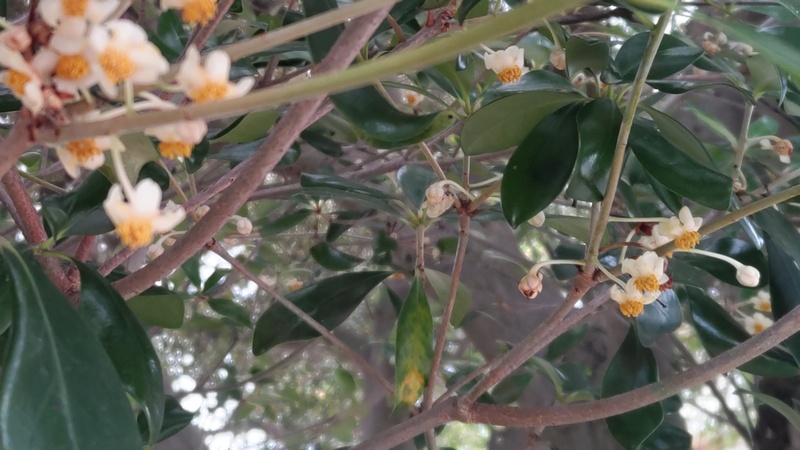 モッコクの花 横浜市旭区今宿南町帷子川緑道
