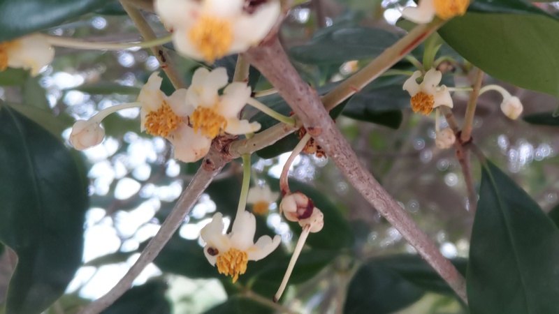モッコクの花 横浜市旭区今宿南町帷子川緑道