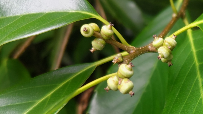 アラカシの若い果実 横浜市旭区今宿南町帷子川緑道