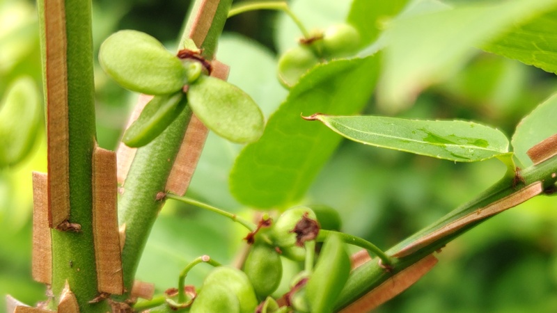 ニシキギの若い果実 横浜市旭区今宿南町帷子川緑道
