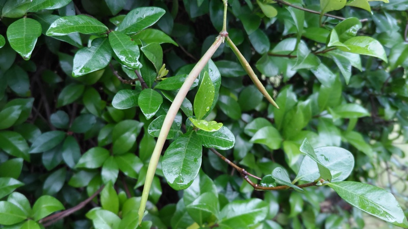 テイカカズラの若い果実 川崎市幸区創造のもり