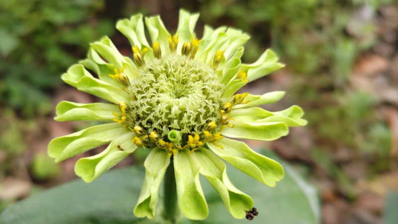 ヒャクニチソウの花 川崎市幸区さいわいふるさと公園
