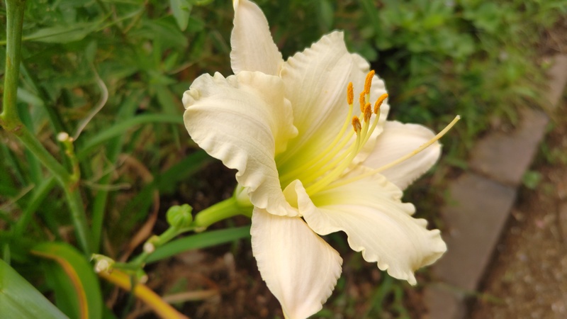 ワスレグサの花 川崎市幸区さいわいふるさと公園