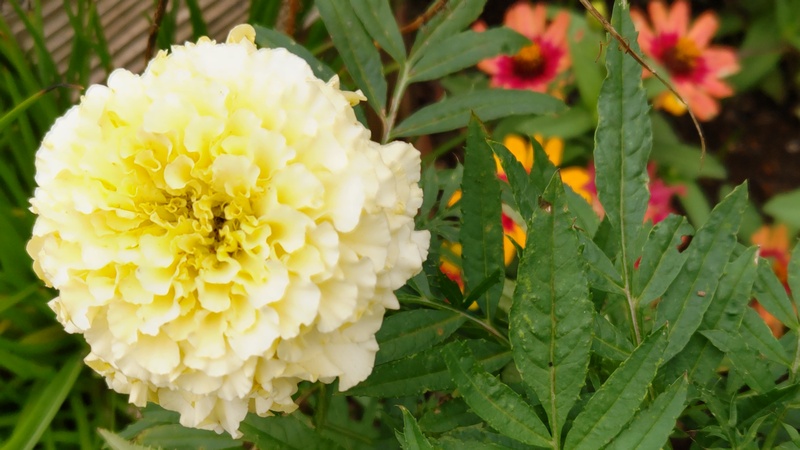 マリーゴールドの花 川崎市幸区さいわいふるさと公園