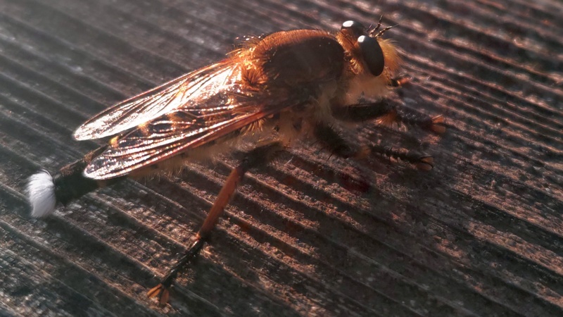 シオヤアブ♂ 川崎市幸区さいわいふるさと公園