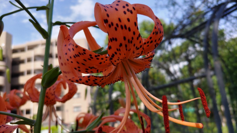 オニユリの花 川崎市幸区さいわいふるさと公園