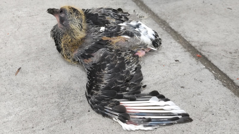ドバトの幼鳥 川崎市幸区