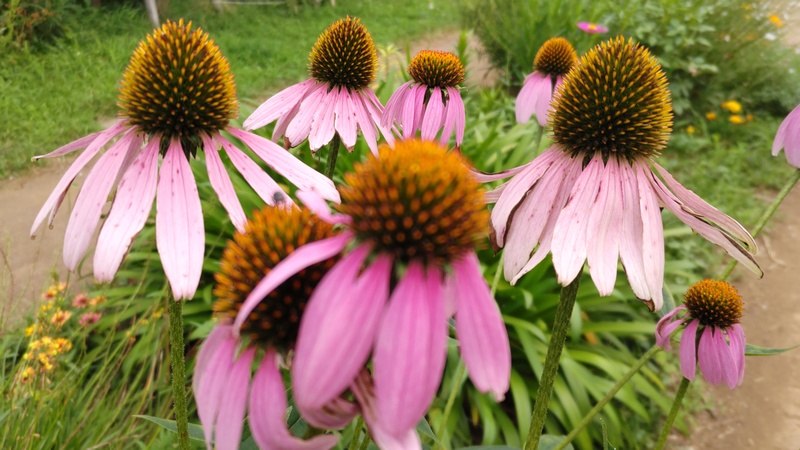 ムラサキバレンギクの花 川崎市幸区さいわいふるさと公園