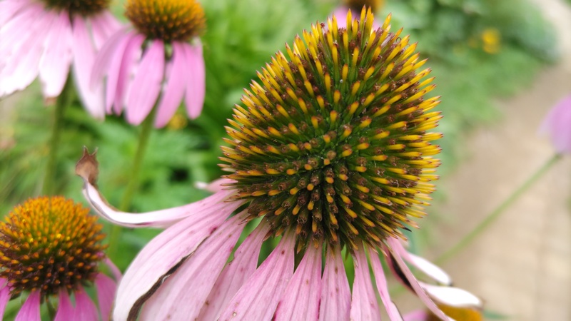 ムラサキバレンギクの花 川崎市幸区さいわいふるさと公園