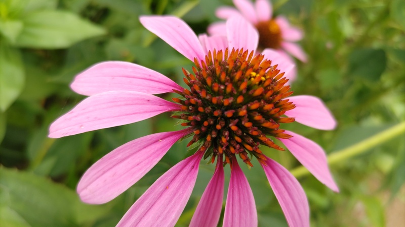 ムラサキバレンギクの花 川崎市幸区さいわいふるさと公園