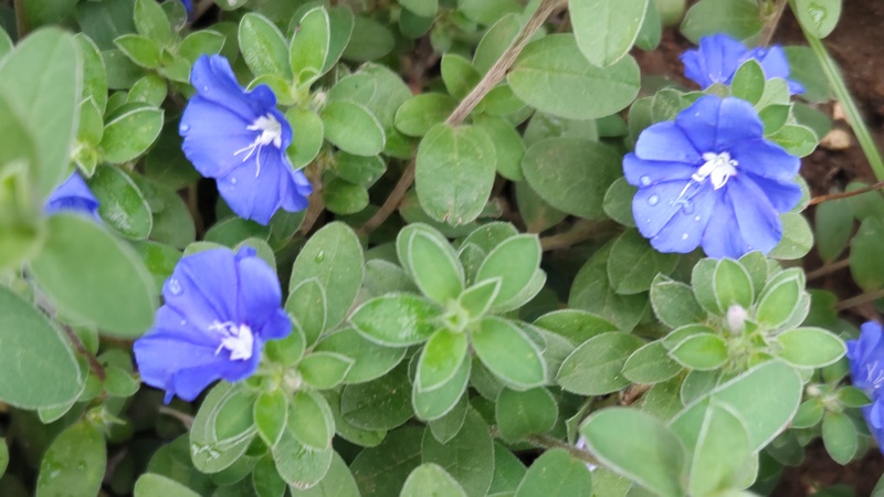 アメリカンブルーの花 川崎市幸区さいわいふるさと公園