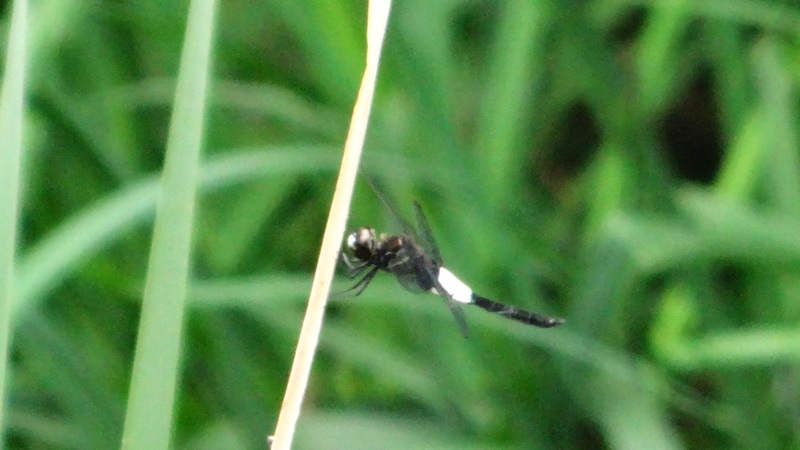 コシアキトンボ 川崎市幸区さいわいふるさと公園
