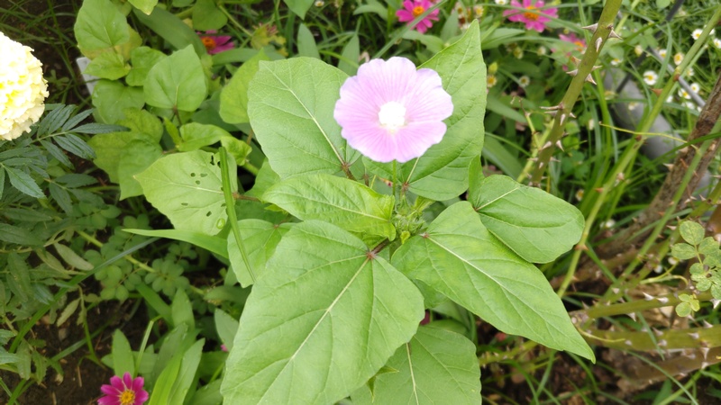 ニシキアオイの花 川崎市幸区さいわいふるさと公園