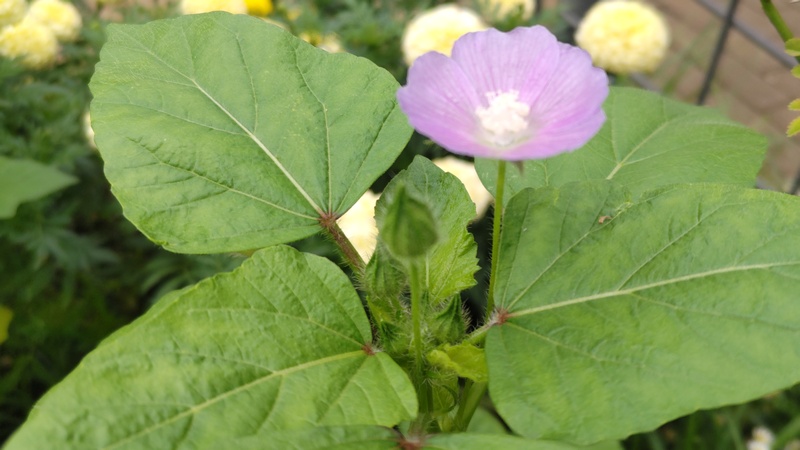 ニシキアオイの花 川崎市幸区さいわいふるさと公園