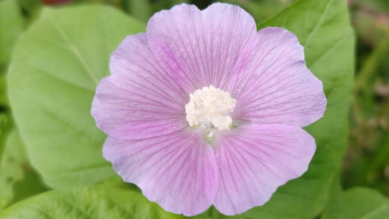 ニシキアオイの花 川崎市幸区さいわいふるさと公園
