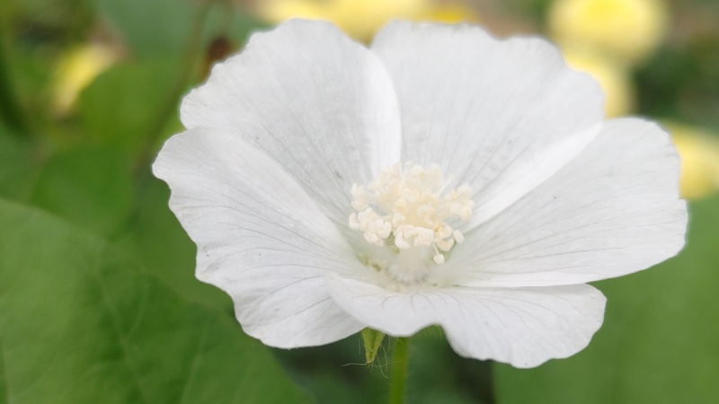 ニシキアオイの花 川崎市幸区さいわいふるさと公園