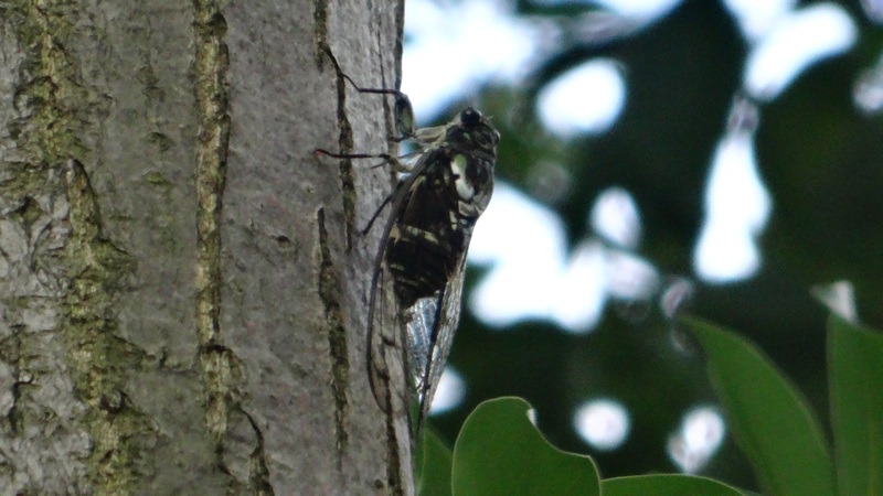 ミンミンゼミ 川崎市幸区さいわいふるさと公園