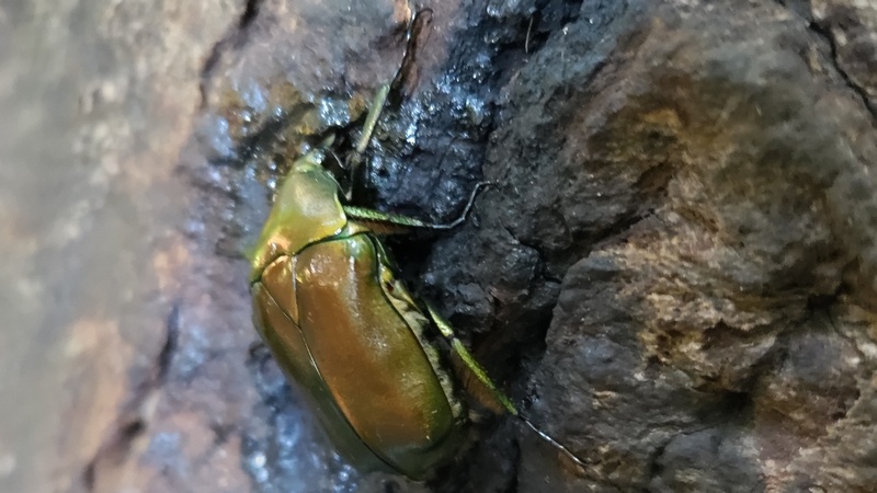 カナブン 横浜市旭区希望が丘水の森公園