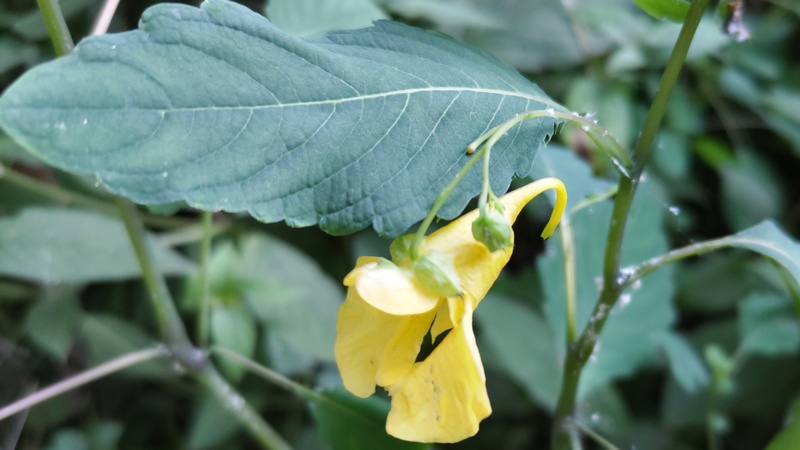 キツリフネの花 横浜市旭区希望が丘水の森公園