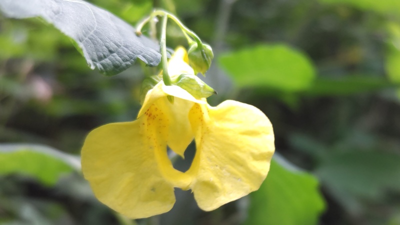 キツリフネの花 横浜市旭区希望が丘水の森公園