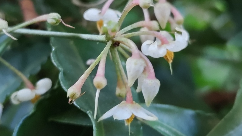 マンリョウの花 横浜市瀬谷区長屋門公園