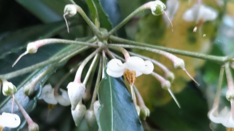 マンリョウの花 横浜市瀬谷区長屋門公園