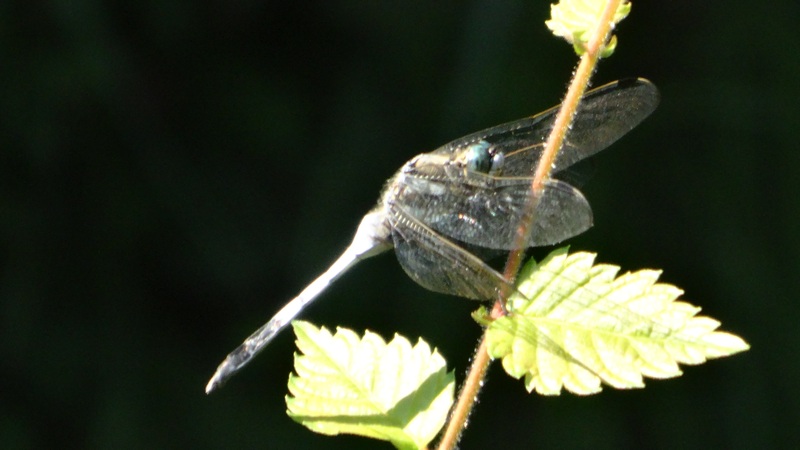 シオカラトンボ. 川崎市幸区さいわいふるさと公園