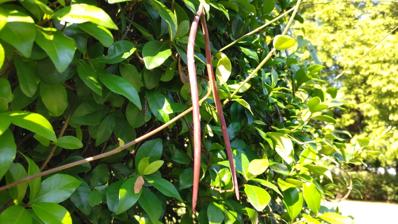 テイカカズラの果実 川崎市幸区創造のもり