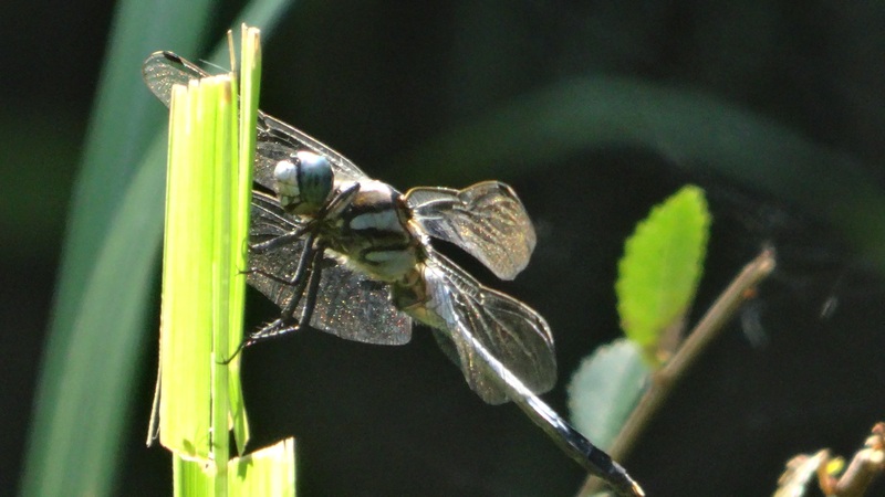 シオカラトンボ 川崎市幸区さいわいふるさと公園