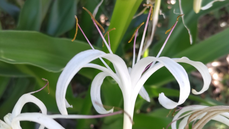 ハマユウの花 川崎市幸区さいわいふるさと公園