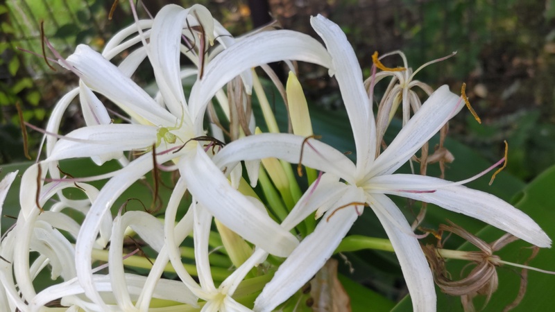 ハマユウの花 川崎市幸区さいわいふるさと公園