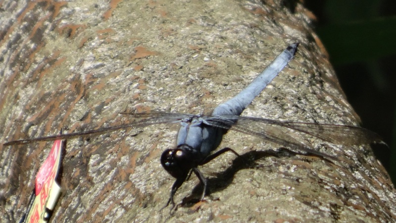 オオシオカラトンボ♂ 横浜市旭区希望が丘水の森公園
