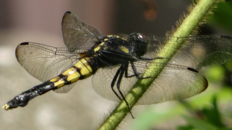 オオシオカラトンボ♀ 横浜市旭区希望が丘水の森公園