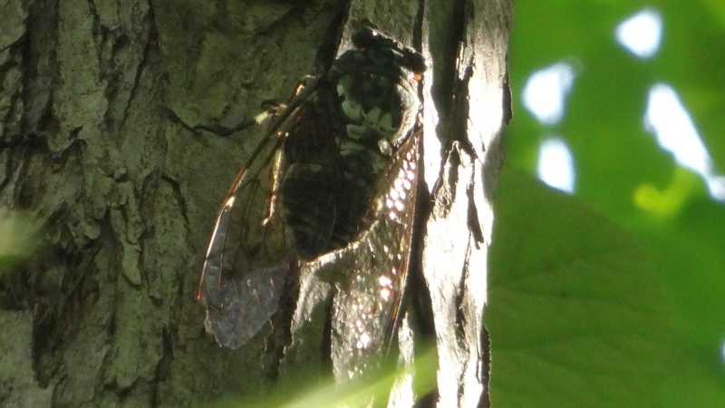 ミンミンゼミ 川崎市幸区さいわいふるさと公園