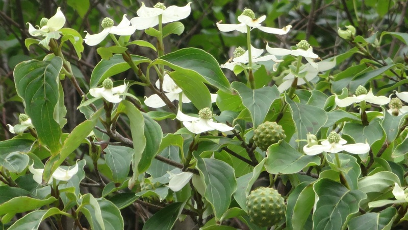 ヤマボウシの若い果実と花 川崎市幸区さいわいふるさと公園