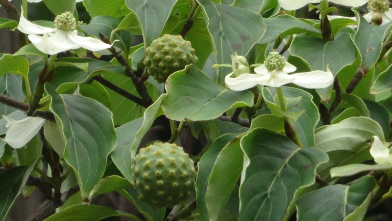 ヤマボウシの若い果実と花 川崎市幸区さいわいふるさと公園