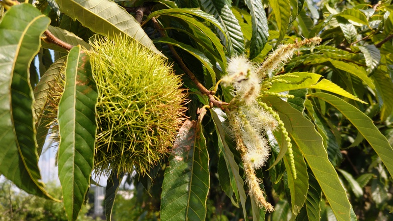 クリの花と果実 横浜市旭区今宿南町