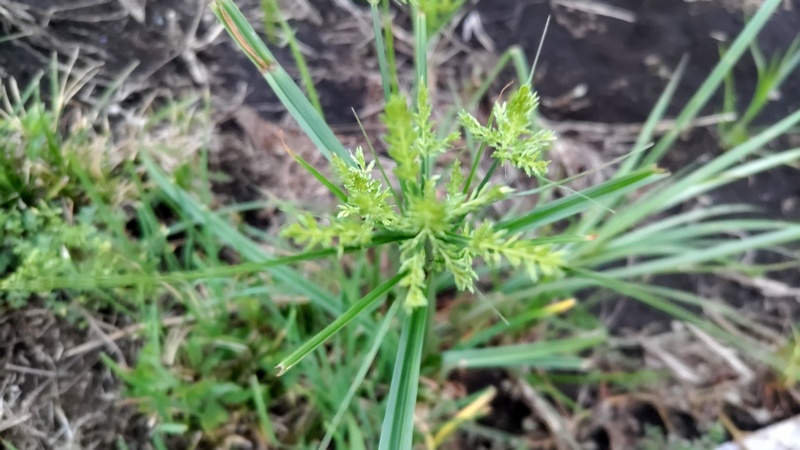 ハマスゲ 横浜市旭区今宿南町