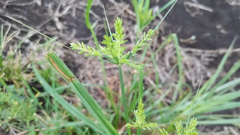ハマスゲ 横浜市旭区今宿南町