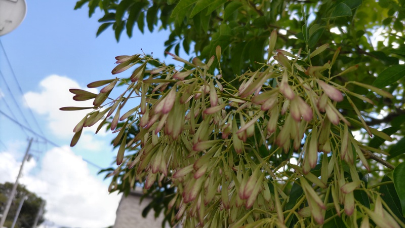 シマトネリコの果実 横浜市旭区今宿南町