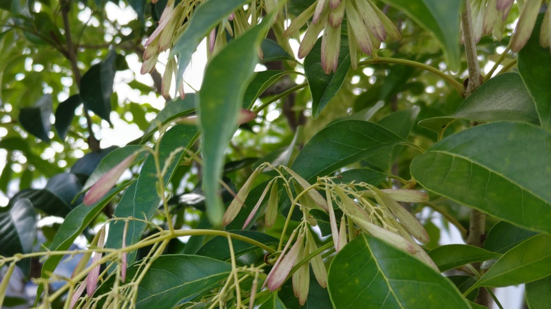 シマトネリコの果実 横浜市旭区今宿南町