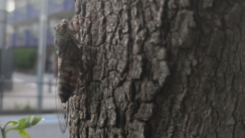 ツクツクボウシ 川崎市幸区
