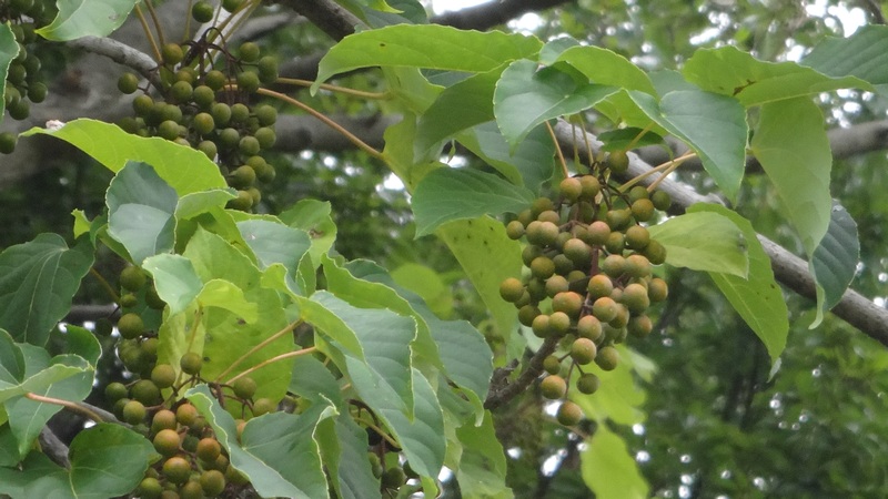 イイギリの果実 川崎市幸区さいわいふるさと公園