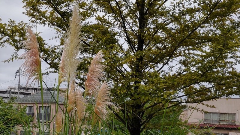 シロガネヨシの花 川崎市幸区創造のもり