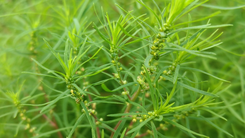 ホウキギの蕾 川崎市幸区さいわいふるさと公園