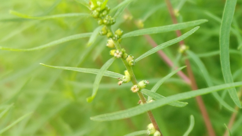 ホウキギの蕾 川崎市幸区さいわいふるさと公園